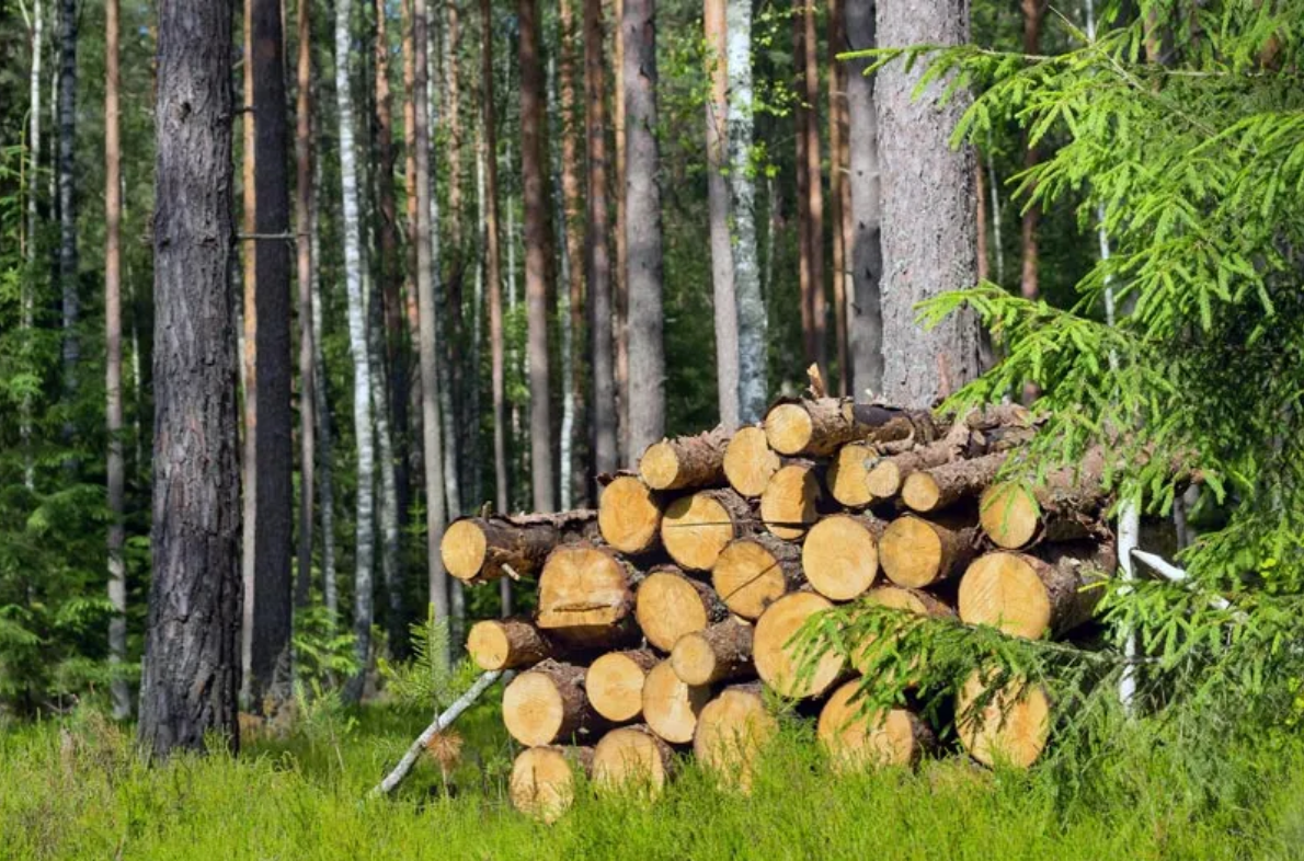 domestic-wood-forest-and-logs